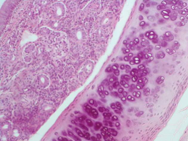 Trachea Slides - Trachea 02 40X